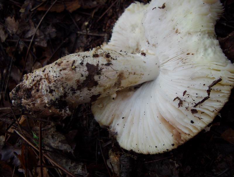 amanita sp.